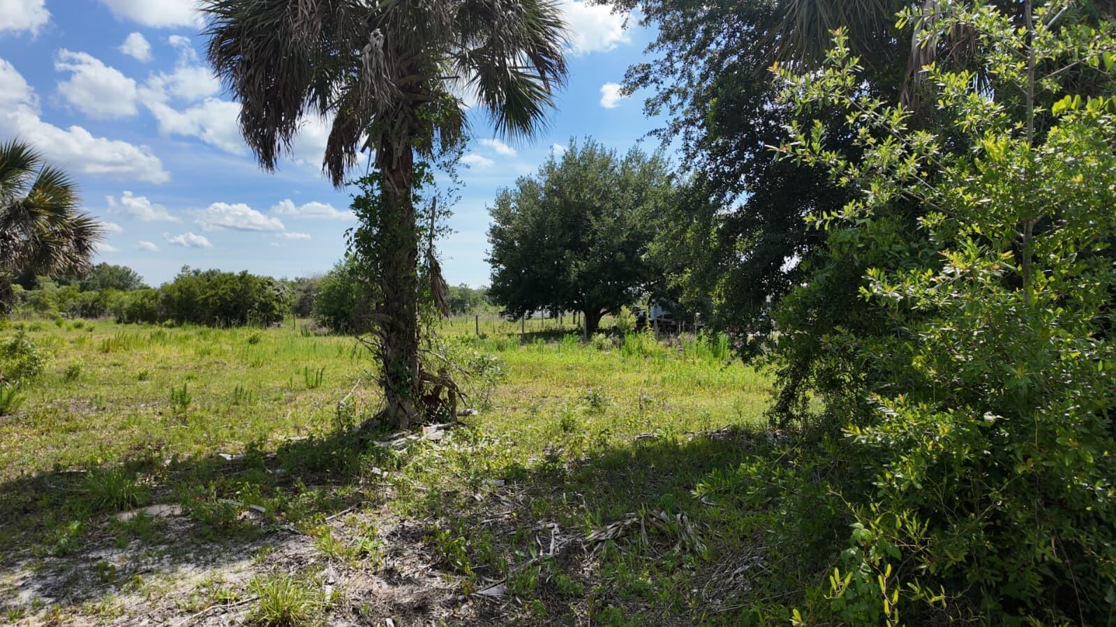A grassy, open lot features a large palm tree and surrounding trees under a blue sky — 18980 NW 274th Street, Okeechobee FL 34972, OKEECHOBEE, FL
