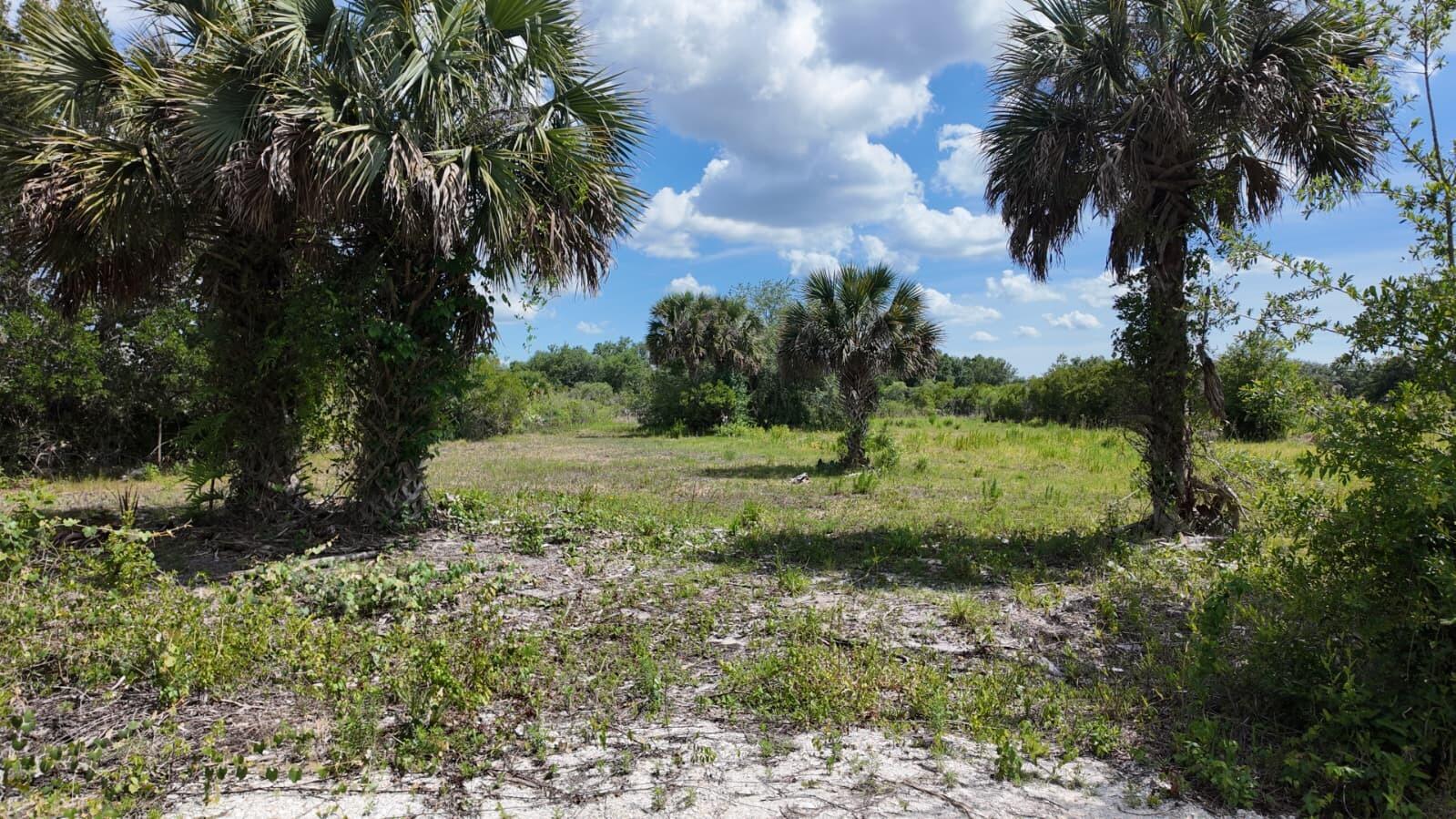 A grassy, sandy lot features several large palm trees under a blue, cloudy sky — 18980 NW 274th Street, Okeechobee FL 34972, OKEECHOBEE, FL