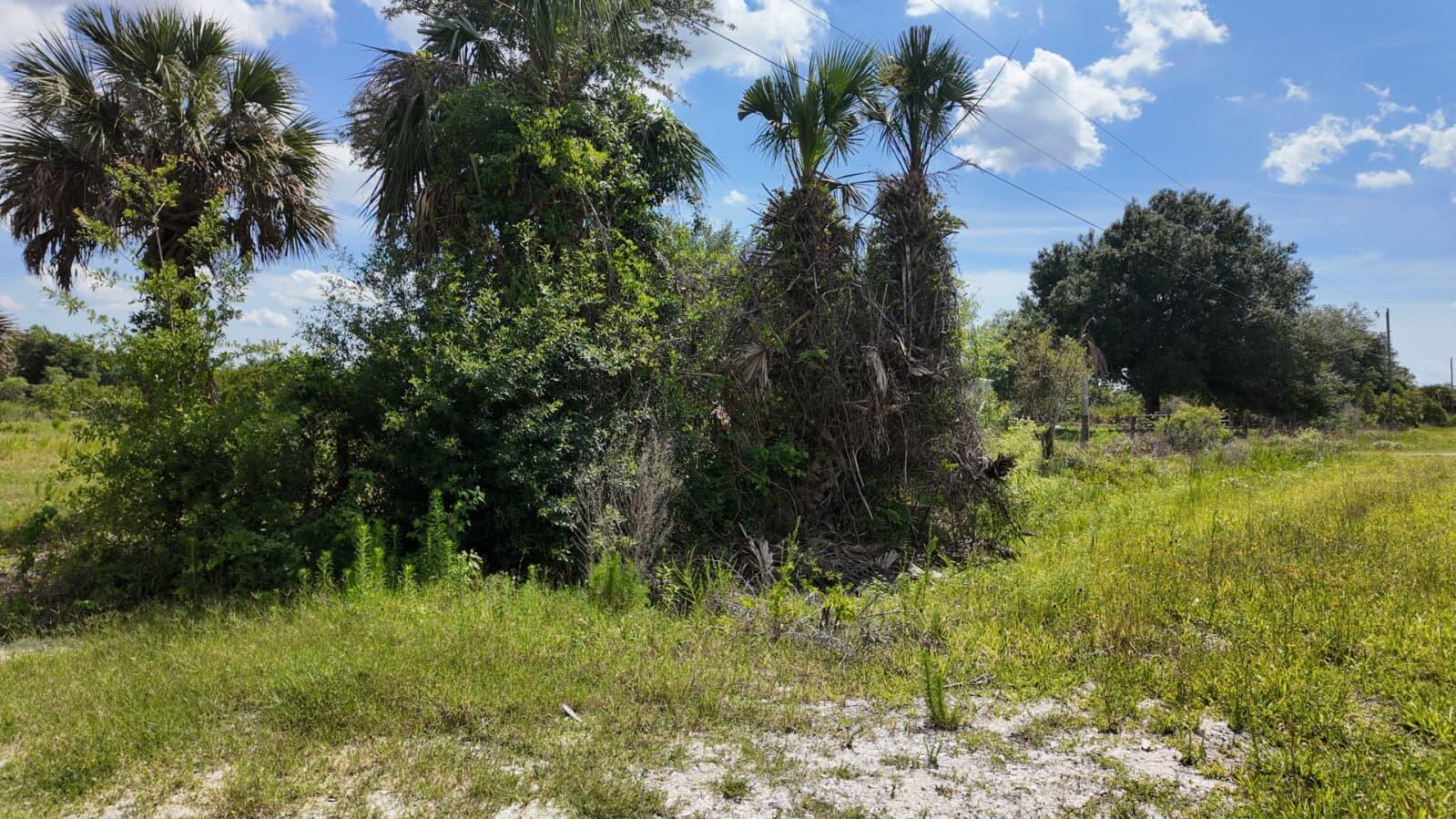 A grassy lot features several tall palm trees and dense green vegetation under a blue sky — 18980 NW 274th Street, Okeechobee FL 34972, OKEECHOBEE, FL