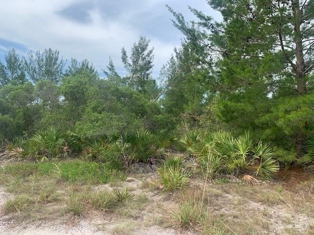 A wooded lot features sandy ground, low-growing palmettos, and a variety of pine trees — 0 Holopaw Groves Road, FL 34772, FL