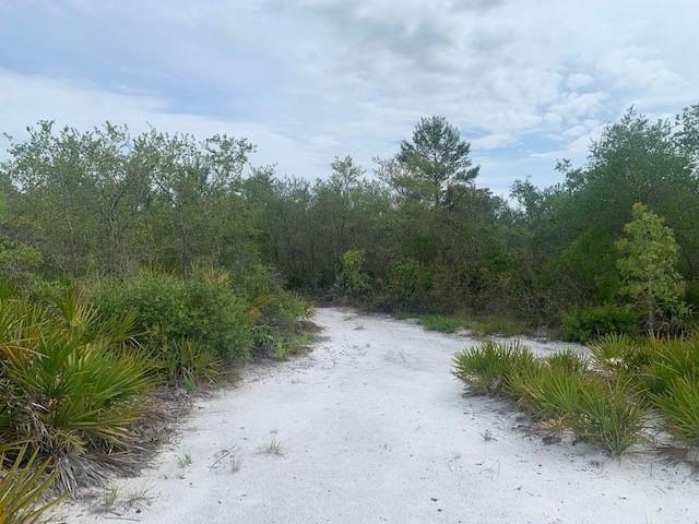 A sandy path leads through a wooded area with low-lying palmetto plants and trees — 0 Holopaw Groves Road, FL 34772, FL