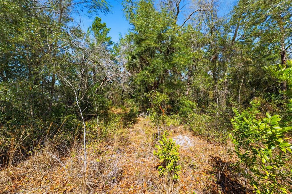 A wooded lot with dense trees, shrubs, and dry ground under a clear blue sky — 9255 GROUSE WAY, HUDSON, FL