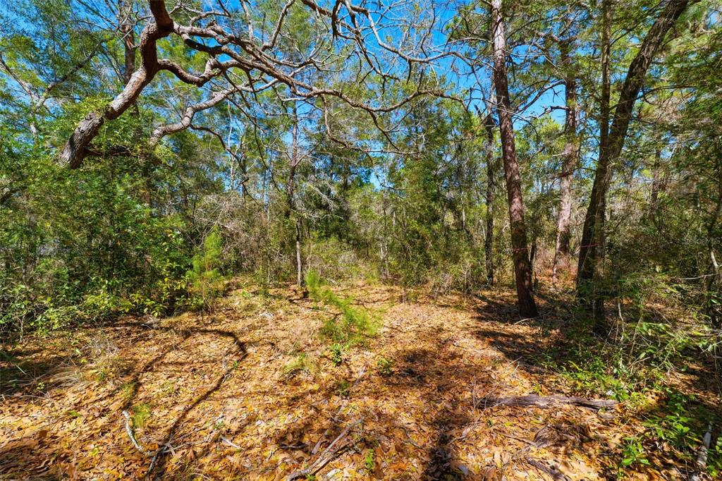 A wooded lot covered in fallen leaves with various trees under a clear blue sky — 9255 GROUSE WAY, HUDSON, FL