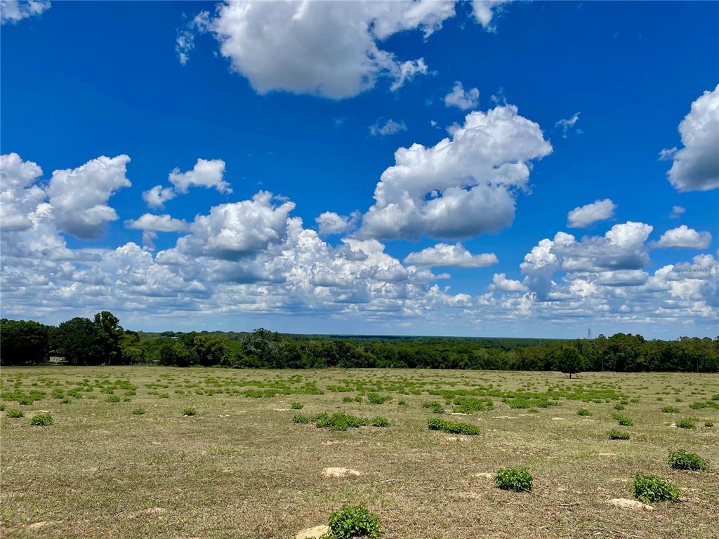 A wide, grassy field stretches toward a distant tree line under a bright blue sky — PARRISH GROVE ROAD, DADE CITY, FL