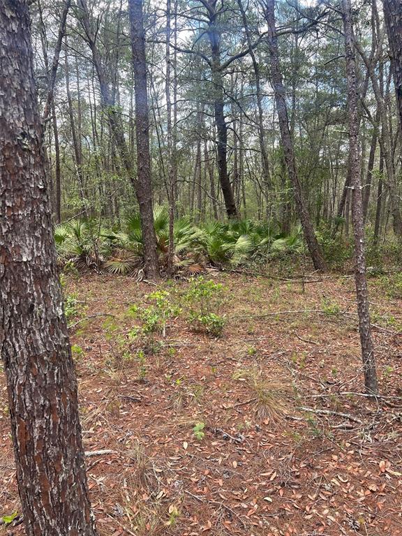 A wooded lot features pine trees and low-growing palmetto plants on a leaf-covered forest floor — NEILSON AVE, INTERLACHEN, FL