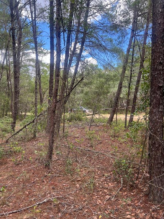 A view of a wooded lot with pine trees and a vehicle parked in the distance — NEILSON AVE, INTERLACHEN, FL