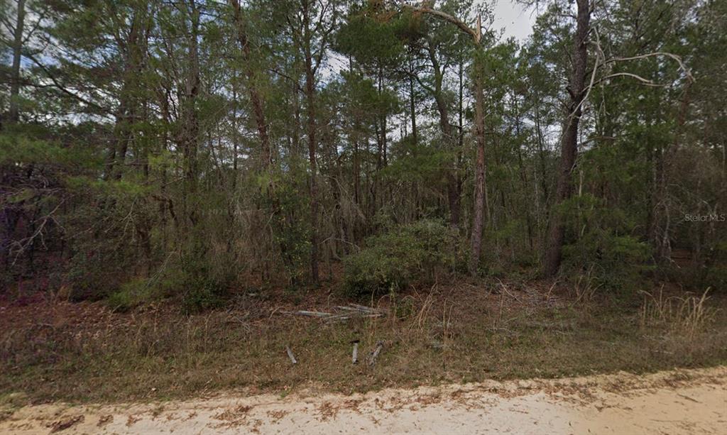A wooded, undeveloped lot with dense trees and brush sits behind a sandy road — NEILSON AVE, INTERLACHEN, FL