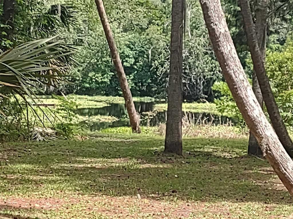 A grassy yard leads to a small, tree-lined pond in a wooded area — 56508 BLUE CREEK ROAD, ASTOR, FL