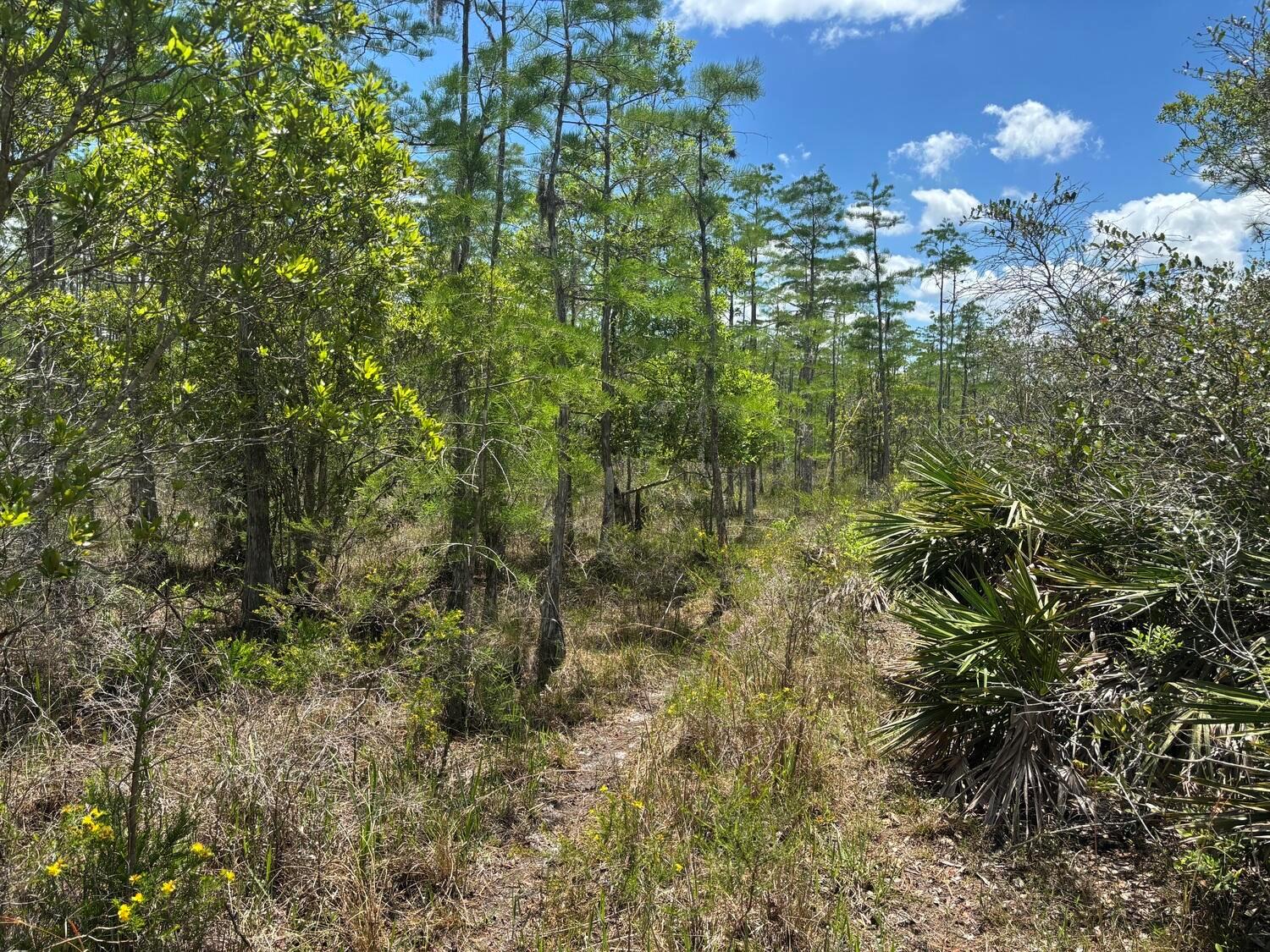 A wooded area with tall pine trees, palmetto bushes, and a narrow dirt path — 0 Holopaw Groves Road, FL 34772, FL
