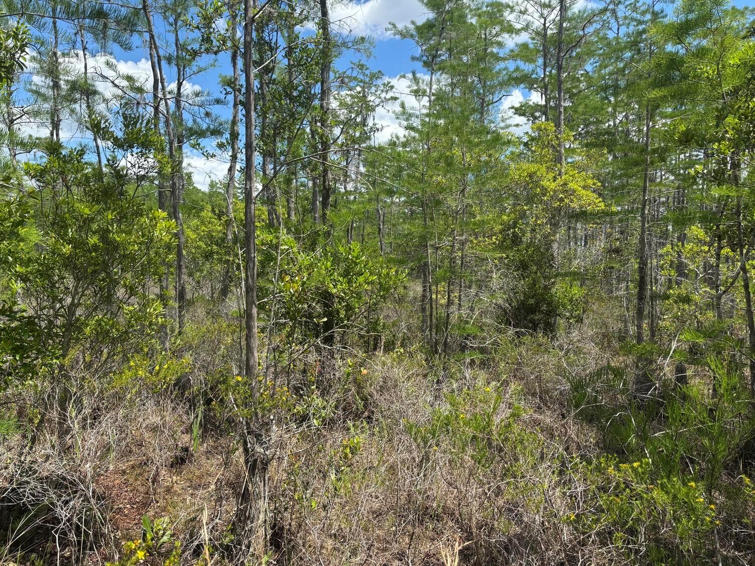 A dense, wooded area featuring tall, thin trees and low-lying shrubs under a blue sky — 0 Holopaw Groves Road, FL 34772, FL