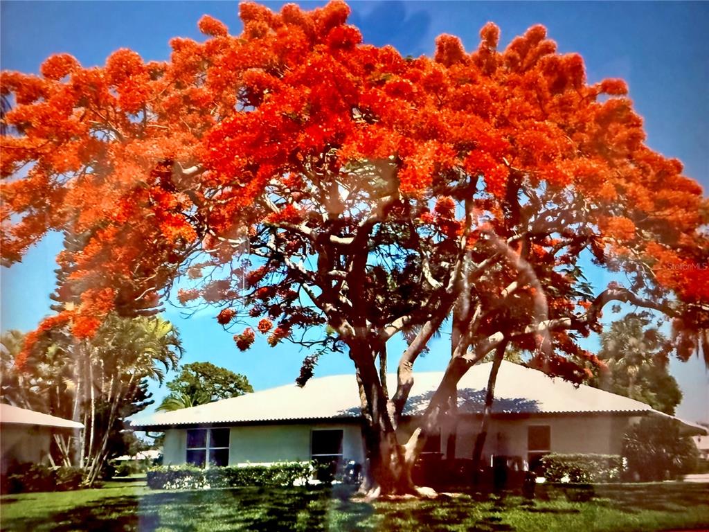 A large, vibrant red flowering tree stands in front of a single-story residential home — 6712 11TH AVENUE W UNIT 5601, BRADENTON, FL