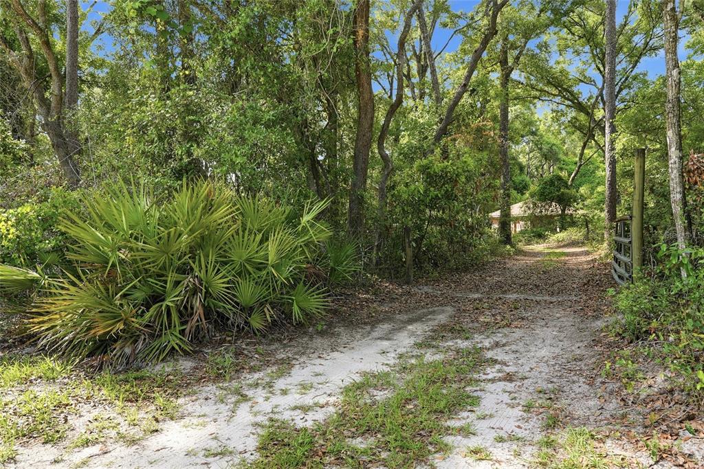 A dirt driveway leads through a wooded area toward a house partially hidden by trees — 9291 NW 127TH PLACE, CHIEFLAND, FL