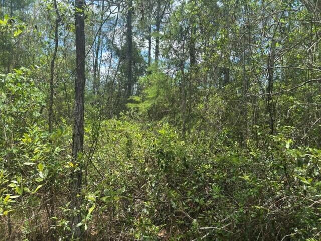 A dense, wooded area featuring various trees and thick underbrush under a bright sky — 0 Water Road, Clermont FL 33868, CLERMONT, FL