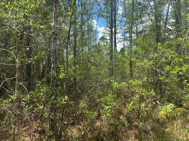 A dense, wooded lot featuring tall pine trees and thick underbrush under a blue sky — 0 Water Road, Clermont FL 33868, CLERMONT, FL