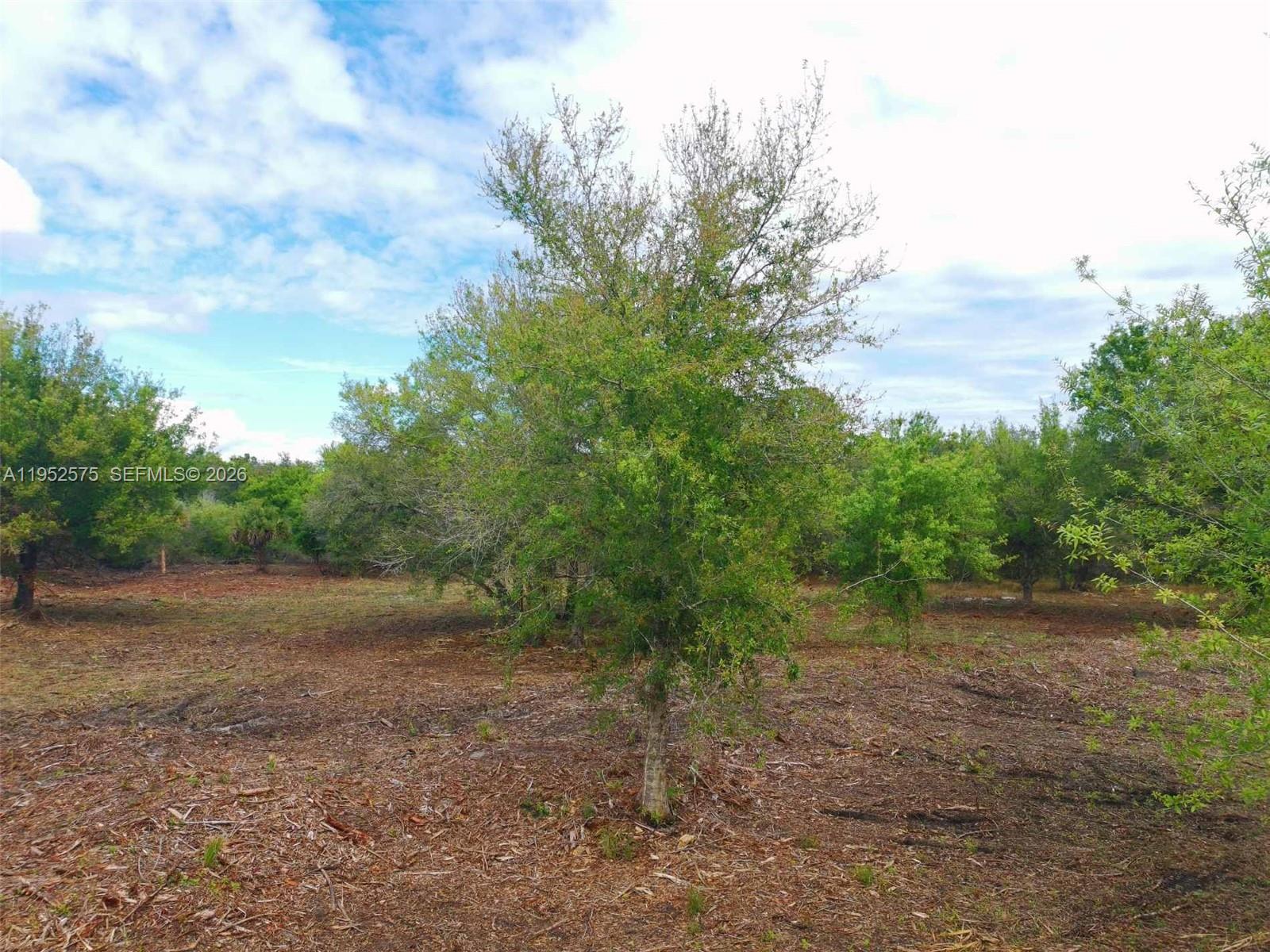 A view of a sparsely wooded lot with scattered trees and dry ground — 103 Hunting Club AVE, Clewiston FL 33440, CLEWISTON, FL
