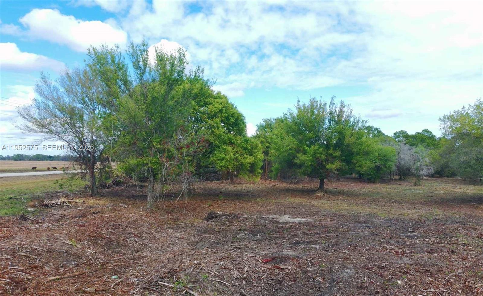 A view of a grassy, partially wooded lot with scattered trees under a cloudy sky — 103 Hunting Club AVE, Clewiston FL 33440, CLEWISTON, FL