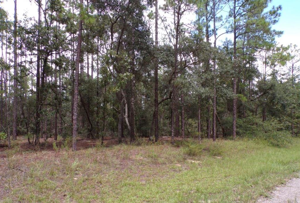A wooded lot with tall pine and oak trees viewed from a grassy foreground — 617 E MARQUETTE LANE, DUNNELLON, FL