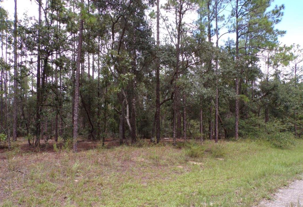 A view of a wooded lot with tall pine trees and grassy foreground — 617 E MARQUETTE LANE, DUNNELLON, FL