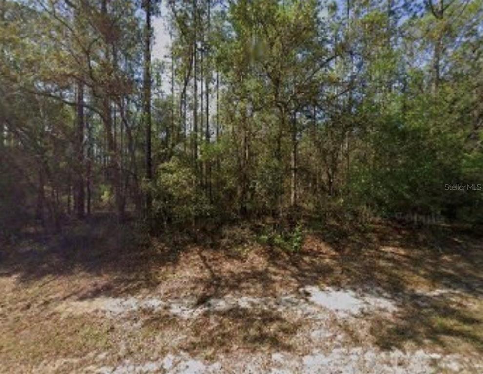 A view of a wooded, undeveloped lot with sandy ground and dense trees — 617 E MARQUETTE LANE, DUNNELLON, FL
