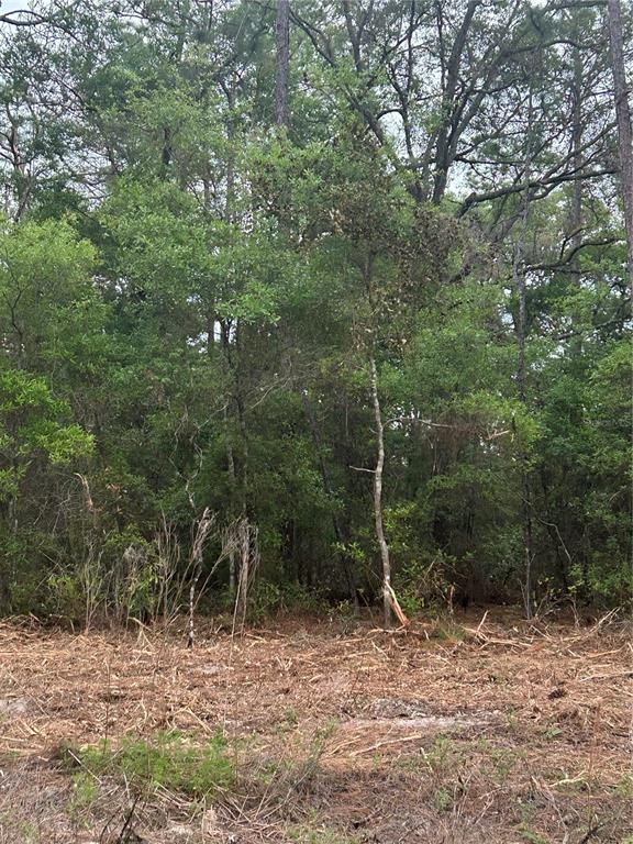 A view of a wooded lot with cleared brush in the foreground — 10831 N MATARO AVENUE, CITRUS SPRINGS, FL