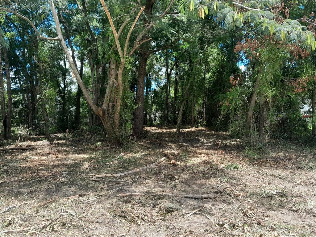 A cleared, wooded lot with scattered debris and mature trees under a bright sky — tbd NE 48TH STREET, WILLISTON, FL
