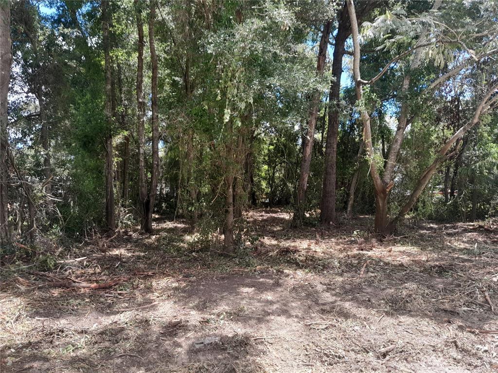 A wooded lot with cleared ground and dense trees under a bright sky — tbd NE 48TH STREET, WILLISTON, FL