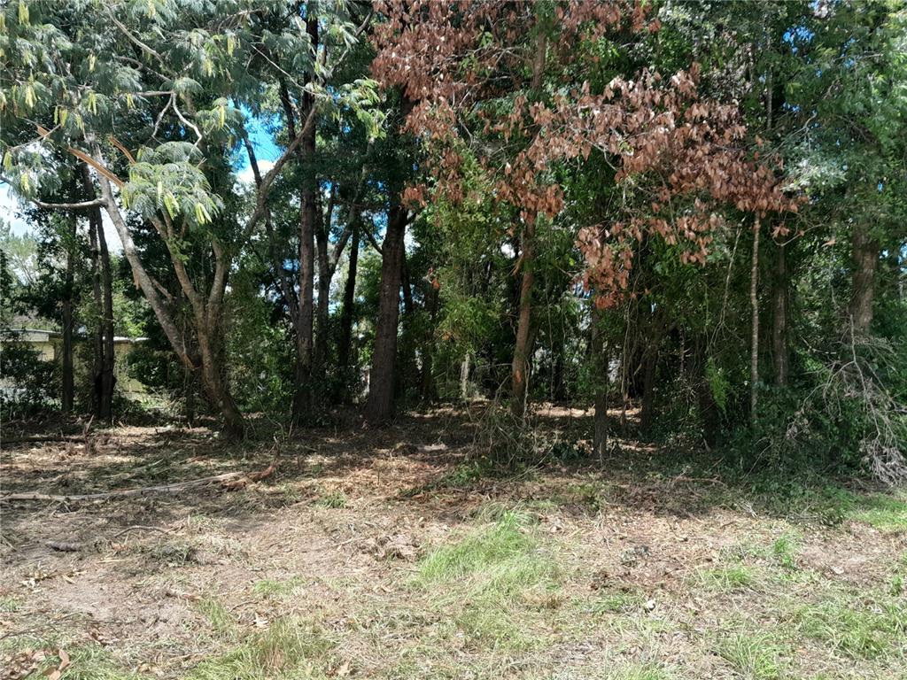 A wooded, partially cleared lot with mature trees and scattered debris on the ground — tbd NE 48TH STREET, WILLISTON, FL