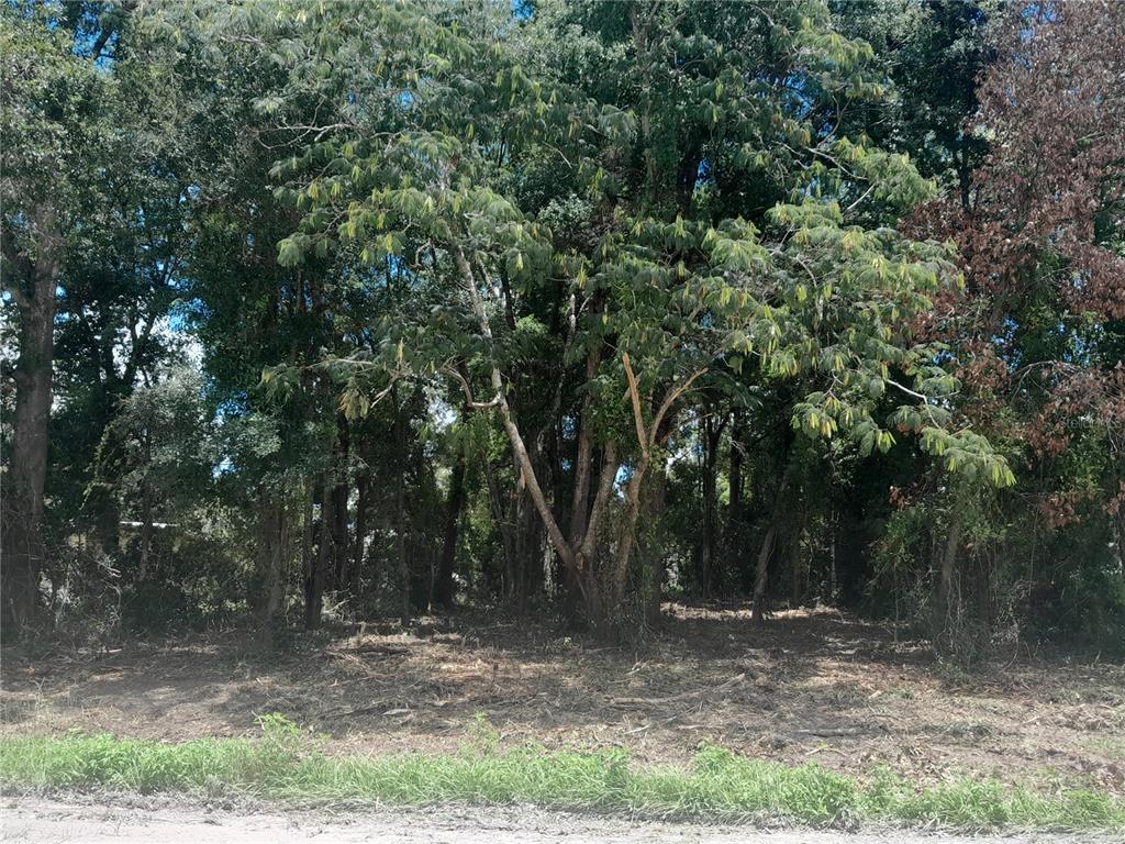 A wooded, partially cleared lot features a large central tree with a V-shaped trunk — tbd NE 48TH STREET, WILLISTON, FL