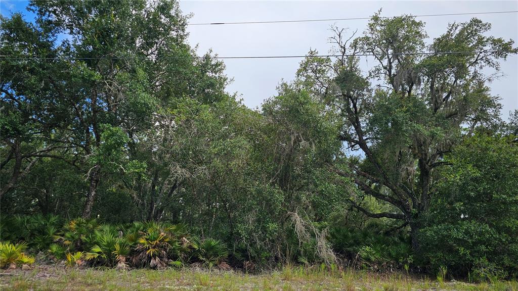 A dense wooded lot features mature oak trees and low-lying palmetto bushes under power lines — 1005 PLUMOSA DRIVE, INDIAN LAKE ESTATES, FL