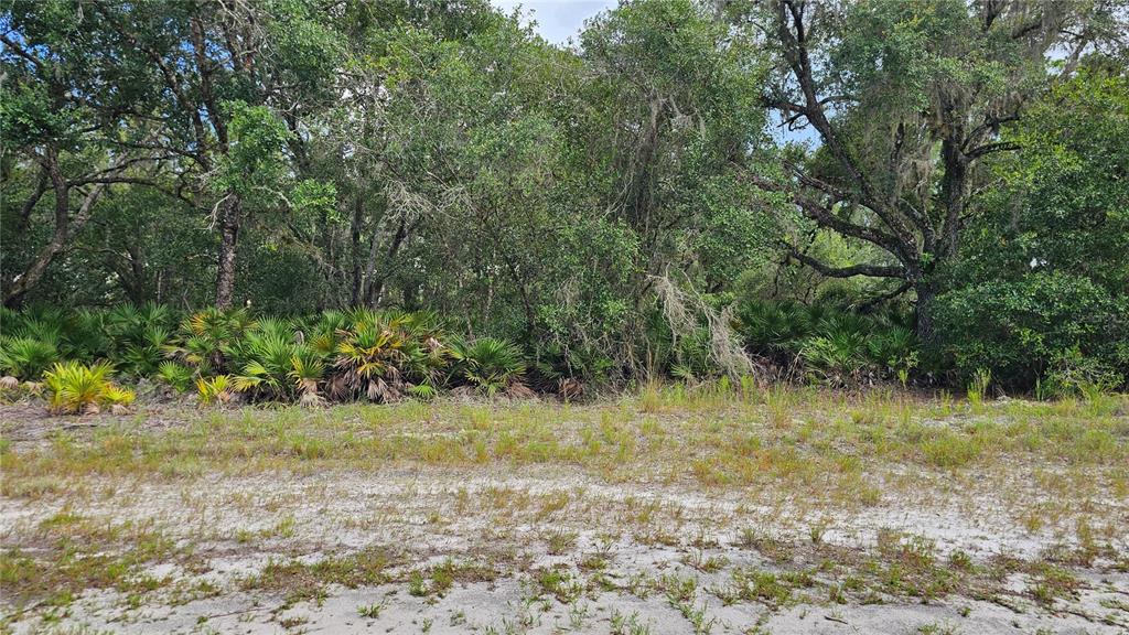A vacant, sandy lot features a dense background of trees and low-lying palmetto bushes — 1005 PLUMOSA DRIVE, INDIAN LAKE ESTATES, FL