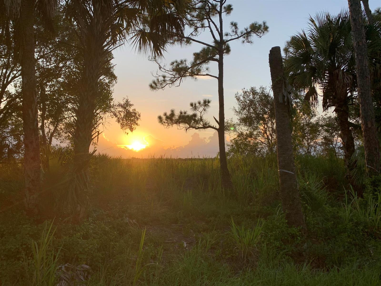 A sunset view over a grassy field framed by palm trees and pine trees — 10654 Sugar Pine Drive, Fort Pierce FL 34945, FORT PIERCE, FL