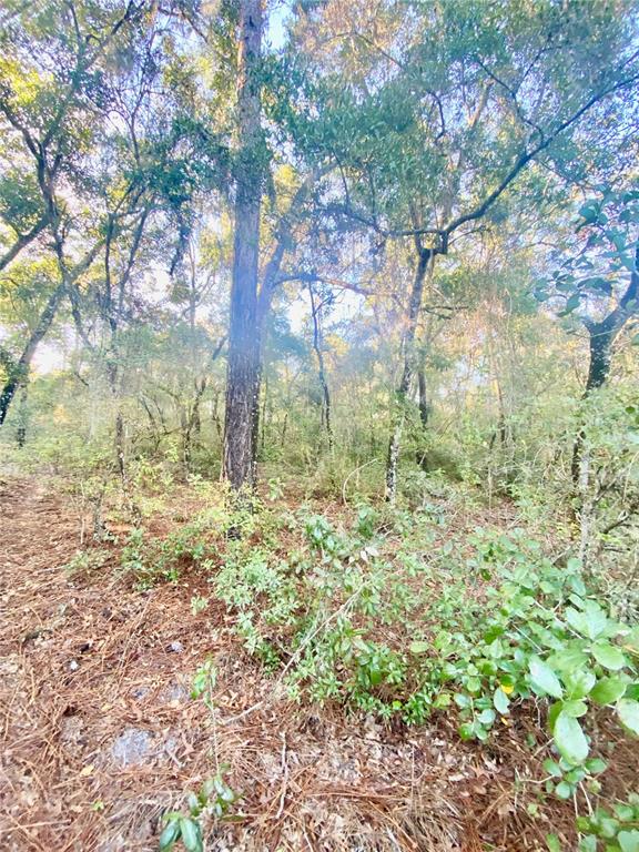A wooded lot features a tall pine tree surrounded by smaller trees and low-lying shrubs — 3986 S PELICAN AVENUE, INVERNESS, FL