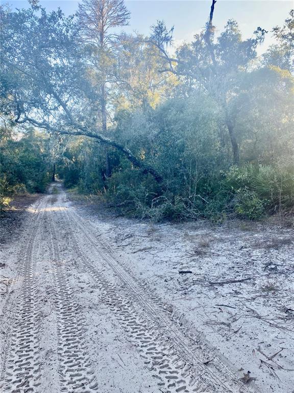 A sandy dirt road winds through a wooded area with trees and dense vegetation — 3986 S PELICAN AVENUE, INVERNESS, FL