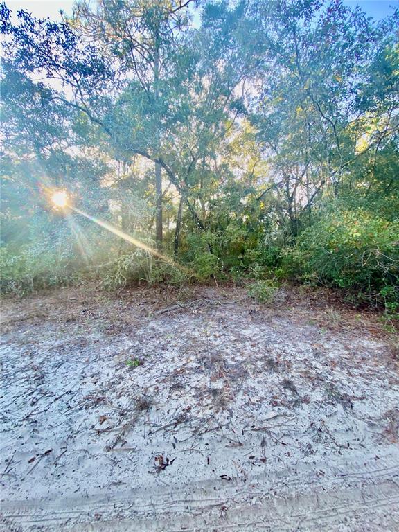 A sunlit, sandy clearing leads to a dense forest of mature trees and thick vegetation — 3986 S PELICAN AVENUE, INVERNESS, FL