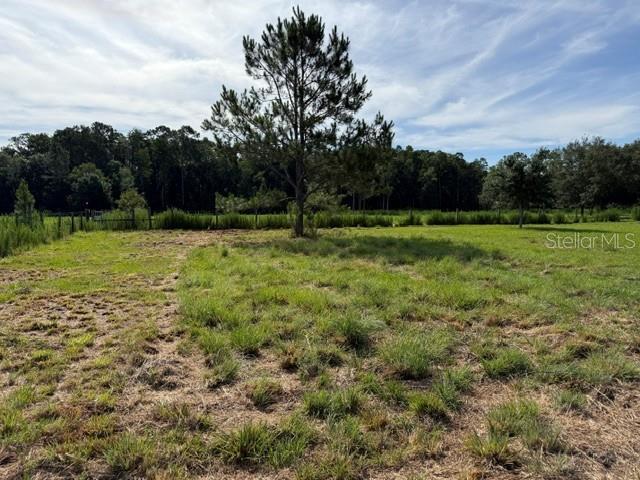 A large pine tree stands in the center of a grassy, open field — 7214 OIL WELL ROAD, CLERMONT, FL
