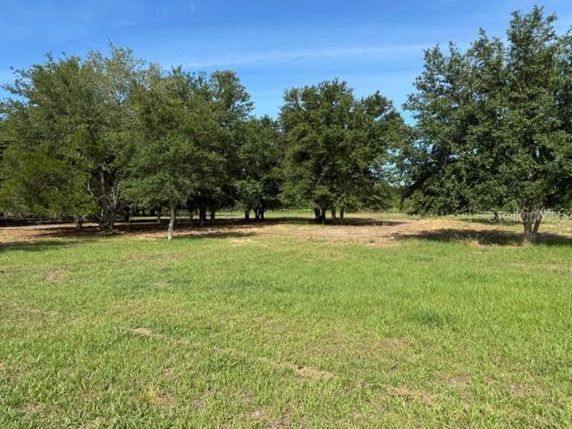 A grassy, open lot features a line of mature trees under a clear blue sky — 7214 OIL WELL ROAD, CLERMONT, FL