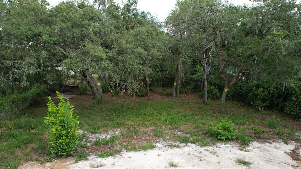 A vacant, wooded residential lot with sandy ground and scattered green vegetation — 11406 POLO STREET, NEW PORT RICHEY, FL