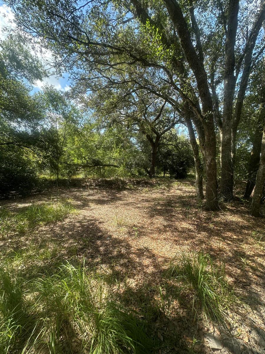 A wooded lot with mature trees and a ground covered in fallen leaves and grass — 22128 NW 258th Street, Okeechobee FL 34972, OKEECHOBEE, FL