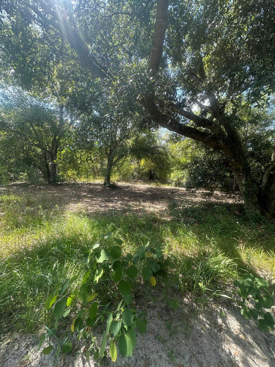 A wooded lot with mature trees and sandy ground under a bright, sunny sky — 22128 NW 258th Street, Okeechobee FL 34972, OKEECHOBEE, FL