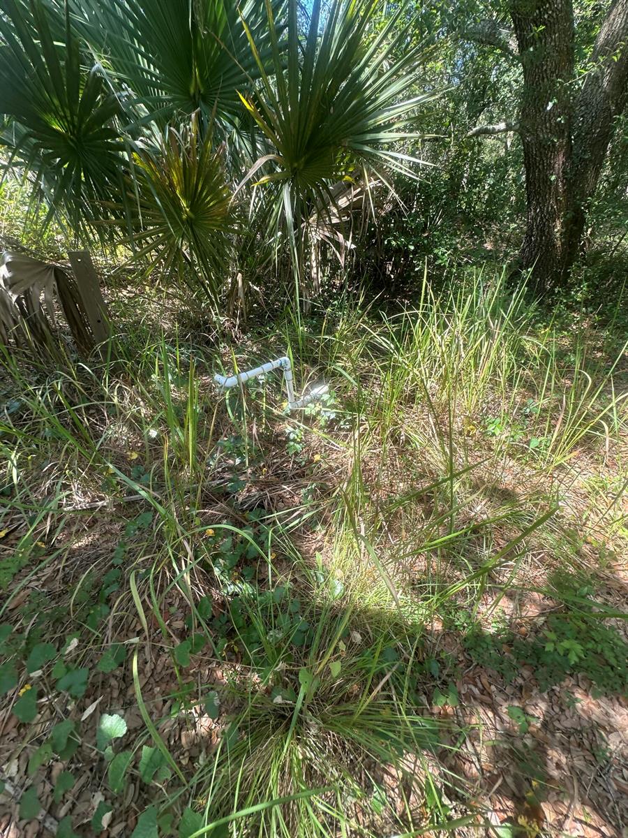 A white PVC pipe assembly protrudes from tall grass in a wooded outdoor area — 22128 NW 258th Street, Okeechobee FL 34972, OKEECHOBEE, FL