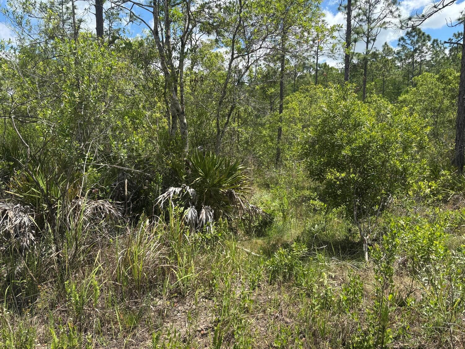 A dense, wooded lot featuring pine trees, palmettos, and native Florida scrub vegetation — 0 Holopaw Groves Road, FL 34772, FL