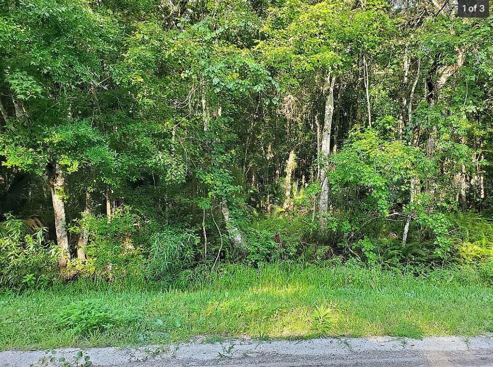 A view of a densely wooded, undeveloped lot from the edge of a paved road — 1763 SHERWOOD STREET, BUNNELL, FL