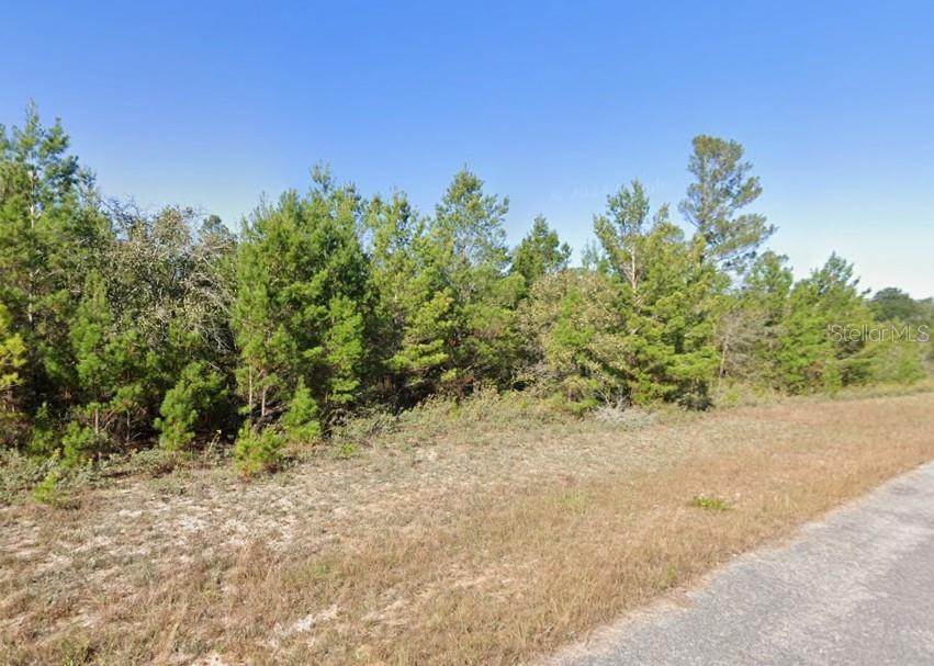 A vacant, wooded lot sits adjacent to a paved road under a clear blue sky — ZAMORA AVENUE, CHIPLEY, FL