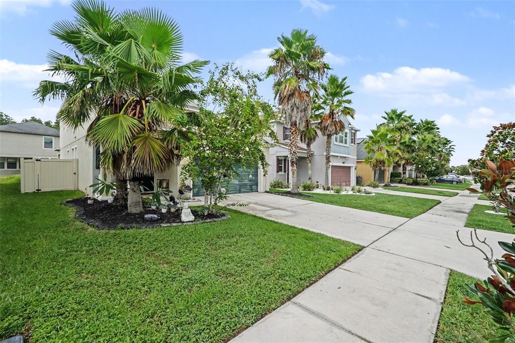 A suburban street view showing two-story houses with palm trees and concrete driveways — 1561 TALLULAH TERRACE, WESLEY CHAPEL, FL