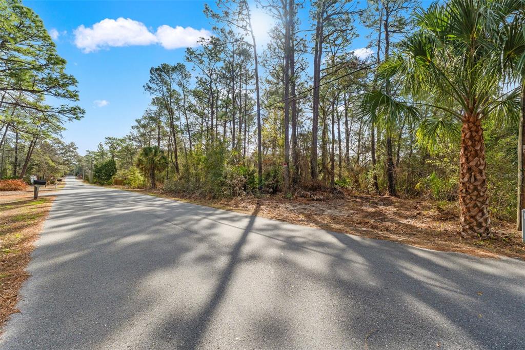 A paved road runs alongside a wooded lot with tall pine trees and a palm tree — 9142 MICHIGAN AVENUE, WEEKI WACHEE, FL
