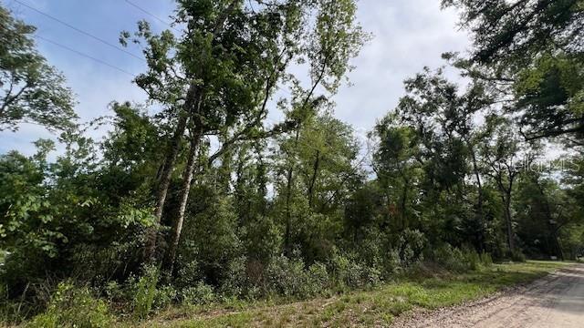 A dirt road runs alongside a densely wooded lot with many tall green trees — SW BUMBLE STREET, FORT WHITE, FL