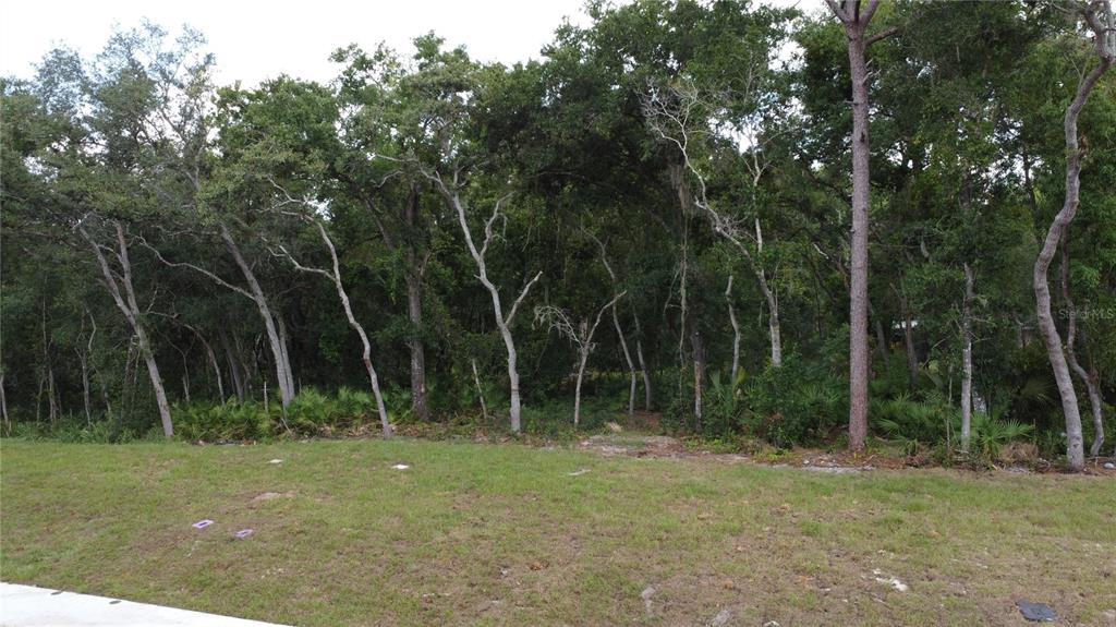 A grassy lot with a dense line of trees in the background — BAYWOOD STREET, ALTAMONTE SPRINGS, FL