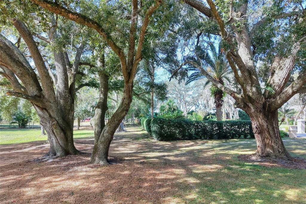 Large oak trees shade a grassy yard with a manicured hedge in the background — ISLAND WAY, WINTER HAVEN, FL