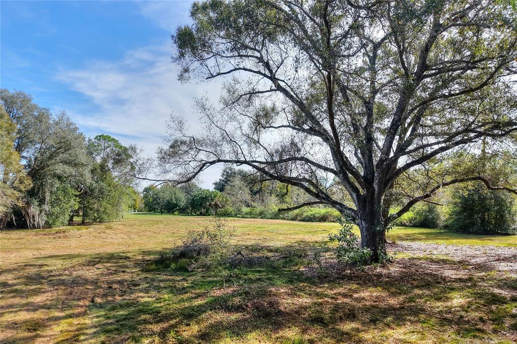 A large, mature tree stands in the center of a grassy, open field — ISLAND WAY, WINTER HAVEN, FL