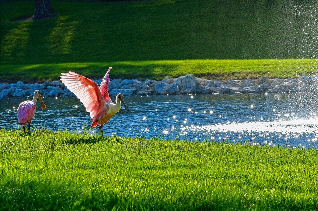 Two roseate spoonbills stand on a grassy lawn beside a pond with a water fountain — 4809 INDEPENDENCE DRIVE, BRADENTON, FL
